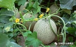 哈密瓜叶子怎么做菜吃,创意家常菜谱大公开